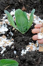 Transform compost operator manual teaser.pdf. Eggshells As Organic Pest Control Home Gardeners