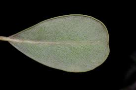 Image result for Mimusops afra