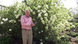 Snowball trees, also known as chinese snowball viburnum, are striking shrubs that look great in any garden. In The Garden With Dave Forehand Chinese Snowball Viburnum Youtube