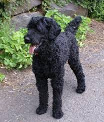 Pin By Phyllis Vandenburgh On Labradoddle Black Labradoodle Black Labradoodle Puppy Labradoodle