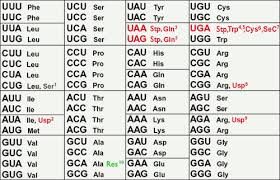 Universal Genetic Code Chart Answers Simulated Lab