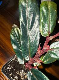 Image result for Begonia bequaertii