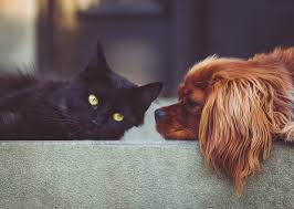 Maybe you would like to learn more about one of these? Gentle Pet Euthanasia In Wigan Cloud 9 Vets