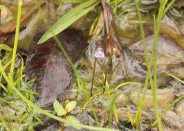 Image result for Lentibulariaceae