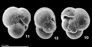 Image result for Globimetula