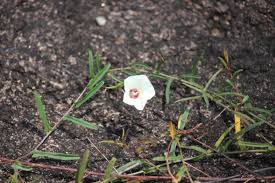 Image result for Xenostegia