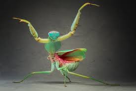 It says there are several different alien groups with bases on earth now: Aliens On Earth Macro Pictures Of Praying Mantises And Bugs By Igor Siwanowicz