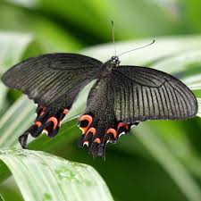 We did not find results for: Chinese Peacock Swallowtail Butterfly