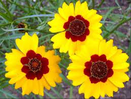 But, before you dive in, it is helpful to know a little more about the different varieties that are available. 10 Summer Flowers In India