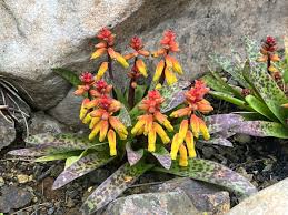 Image result for Queenslandiella