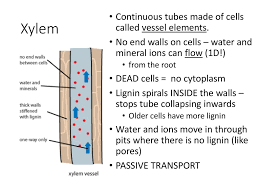 Check spelling or type a new query. Xylem And Phloem Ppt Download
