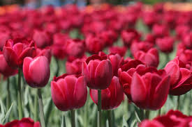 This is the flower featured on many of our provincial documents, from health cards to driver's licenses. 10 Amazing Places To Find Flowers In Ontario From Gardens To Trails