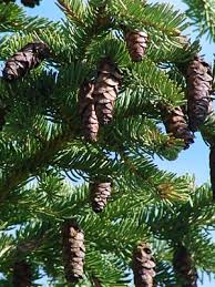 Image result for Monsonia glauca