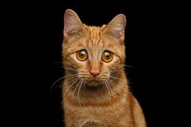 The decision to put your pet to sleep. Never Euthanize Your Cat At Home Diy Style Two Crazy Cat Ladies