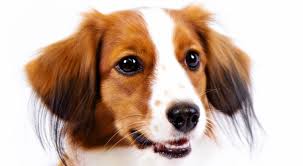 Assistent van de kooibaas, bewaker van huis en erf, verdelger van muizen, mollen en ratten. Researchbreeder Com Find Nederlandse Kooikerhondje Puppies For Sale Genetic Testing Done