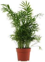 How To Care For An Areca Palm Tree Ehow Palm Tree Care Indoor Palm Trees Palm Plant