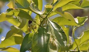 Image result for Combretum collinum