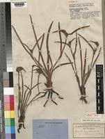 Image result for Cyanotis longifolia