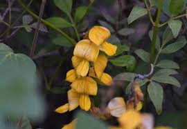 Image result for Rhynchosia totta