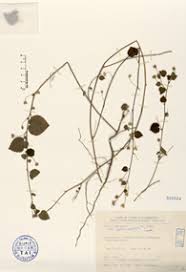 Image result for Sida veronicifolia