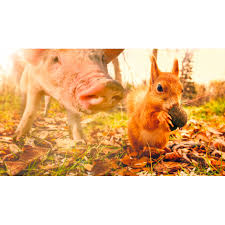 La beauté de ce village du sud et des bêtes filmées au plus près est très bien rendue. La Vie Secrete Des Animaux Du Village Koba Films