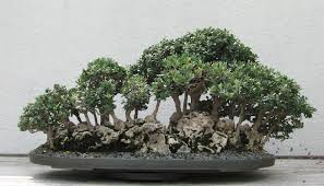 Resultado de imagen para CUIDADO DE BONSAI