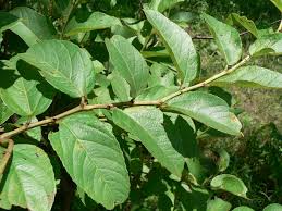 Image result for Cissus cornifolia
