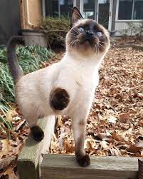 Tap The Link Now To See All Of Our Cool Cat Collections Cute Cats And Kittens Cats And Kittens Beautiful Cats