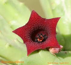 Image result for Senecio aetfatensis