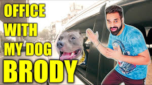 As a tampa bay meteorologist attempted to give viewers an update on the weather, his live broadcast was interrupted by his dog brody by maria pasquini may 01, 2020 04:04 pm Office With My Dog Brody After 6 Months Funny Dog Videos Harpreet Sdc Youtube