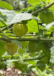 Image result for Physalis peruviana