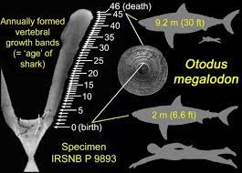 Megalodon teeth have serrated cutting edges without side cusps. Megalodons Gave Birth To Large Eurekalert Science News Releases