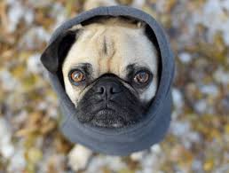 Pin On Pug Apparel