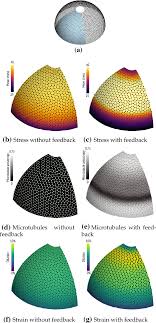 Check spelling or type a new query. Regulation Of Plant Cell Wall Stiffness By Mechanical Stress A Mesoscale Physical Model Springerlink