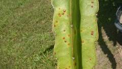 Maybe you would like to learn more about one of these? What Are These Orange Spots On Dragonfruit