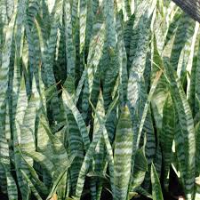 Image result for Sansevieria metallica