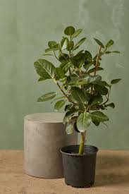 Image result for Ficus