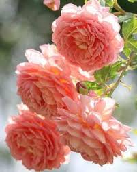 Rose inglesi fiori simili alle peonie. 900 Idee Su Rose Inglesi Rose Inglesi Fiori Rose
