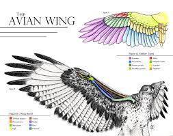 Active soaring wings are long and narrow, allowing birds to soar, or fly without flapping their wings, for a long time. Avian Wing Anatomy By Atethirteen On Deviantart Wing Anatomy Wings Drawing Bird Wings