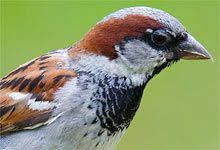 Unsere 40 Haufigsten Gartenvogel Kurz Vorgestellt Nabu Vogel Im Garten Garten Vogelarten