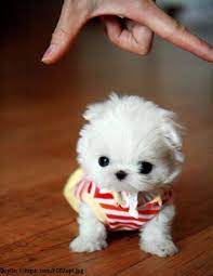 Check spelling or type a new query. Coole Stories Buzzerstar Com Super Susse Hunde Babys Die Winzigsten Hundewelpen Klein Und Super Niedlich Cute Baby Puppies Cute Puppy Pictures Mini Puppies