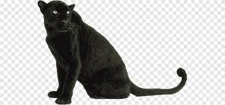 Leopar Panter Jaguar Kedi Kaplan Leopar Memeli Hayvanlar Png Pngegg
