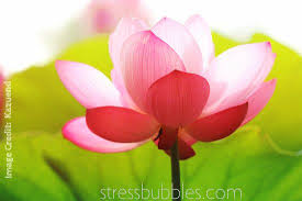 Pin On Meditation Mindfulness