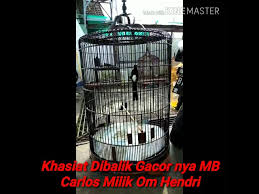Belanja sekarang juga hanya di bukalapak. Dua Minggu Gunakan Nanjung 105 Mb Carlos Milik Om Andri Semakin Gacor Media Ronggolawe