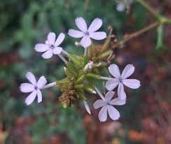 Image result for Plumbaginaceae