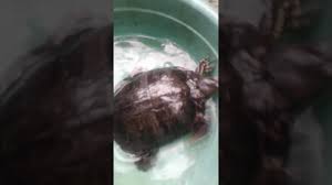 Daun sirih sudah lama dikenal sebagai salah satu bahan alami yang sangat ampuh digunakan sebagai pembersih karena mengandung zat antibakteri dalam jumlah yang banyak. Pemberian Daun Sirih Buat Kura Kura Brazil Youtube