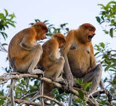 Family Of Proboscis Monkeys Sitting In 2021 Rainforest Animals List Rainforest Animals Tropical Rainforest