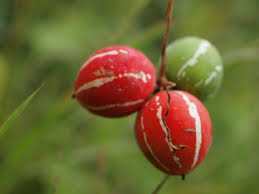 Image result for Diplocyclos