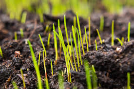 Then, cover up the seeds with a very thin layer of soil. Grass Seed Calculator Inch Calculator