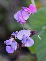 Image result for Dolichos angustifolius